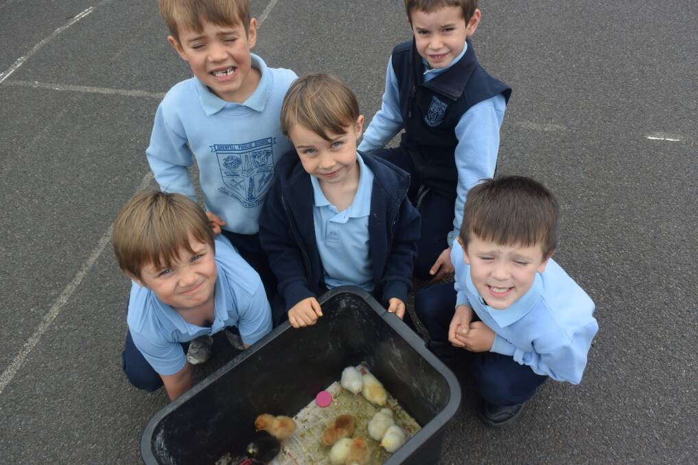 These kindergarten students were very excited about their newly hatched chickens.