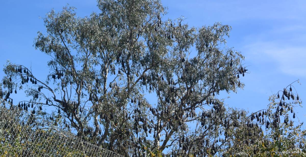 These trees at the Grenfell Country Club, next to the tennis courts, have been inundated with thousands of the flying foxes.