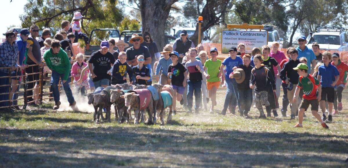 The children chasing the sheep down the race track.