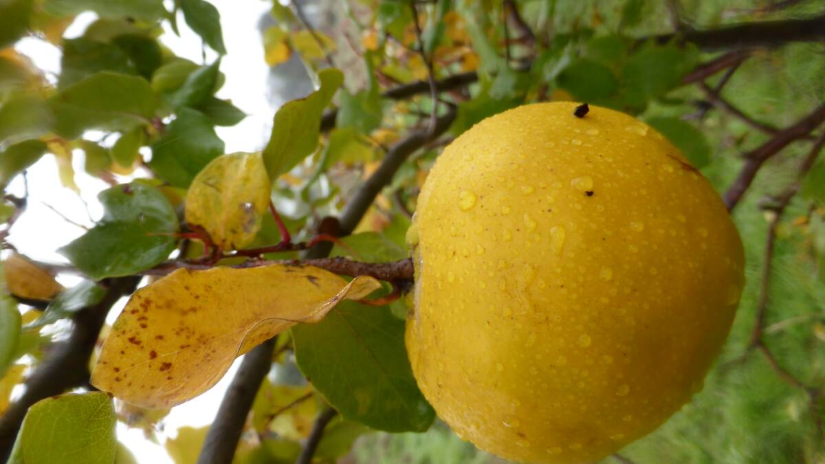 Learn how to obtain the most from of your fruit trees with the best care.


