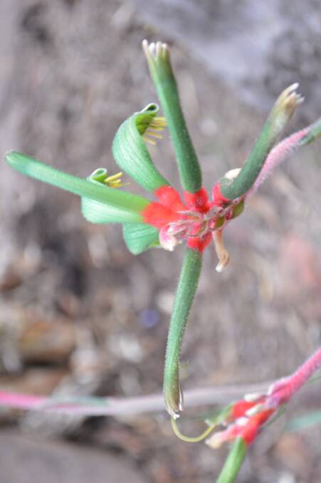 This Kangaroo Paw is growing in the garden of Sharron and Noel Cartwright.