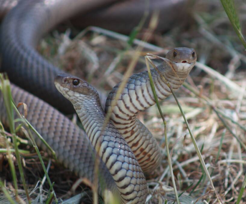 Be aware during snake season. Photo G Anthony.