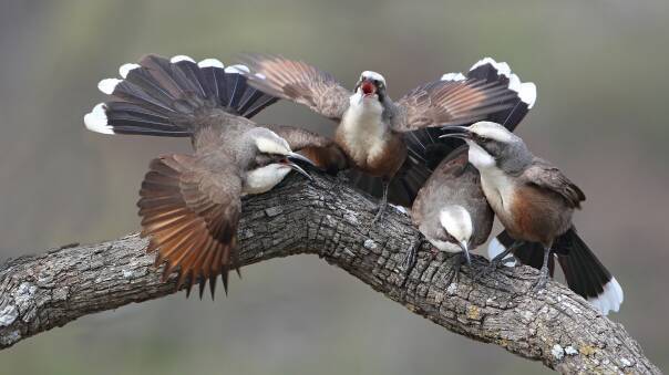 Grey-crowned Babblers are a local threatened species of bird. Photo courtesy of Chris Tzaros.