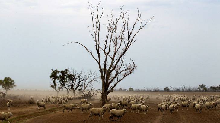 While shepherds watched: NSW gets hotter and hotter. Photo: Anthony Johnson