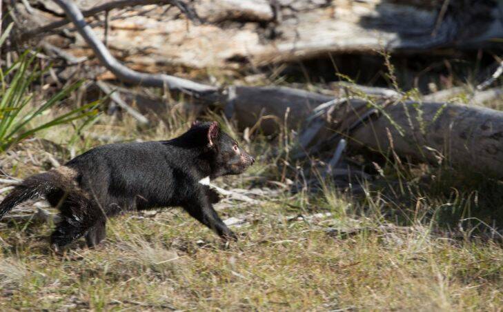 Street smart Tasmanian devils the key to boosting wild population
