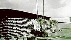 Guarding the stacks of wheat bags at the Grenfell Railway Station Goods Yard. Circa 1947-48 (Photo Contributed) 