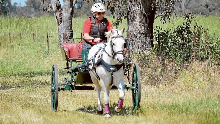 Kookie Englesman at the Ellmore Carriage Driving Club event held at Hinemoa last Sunday. 