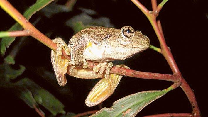The Peron's Tree Frog 