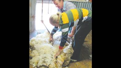 TAFE PRACTICAL ON THE FARM: Shearing sheep in the time honoured tradition was Alicia Wright. 