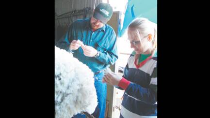 TAFE PRACTICAL ON THE FARM: Learning something of the art of wool classing were Jason McCue and Alicia Wright.
 