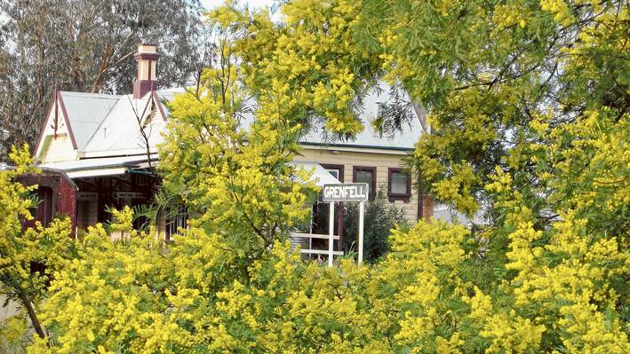 Silver Wattle flowering at Grenfell Railway Station. 