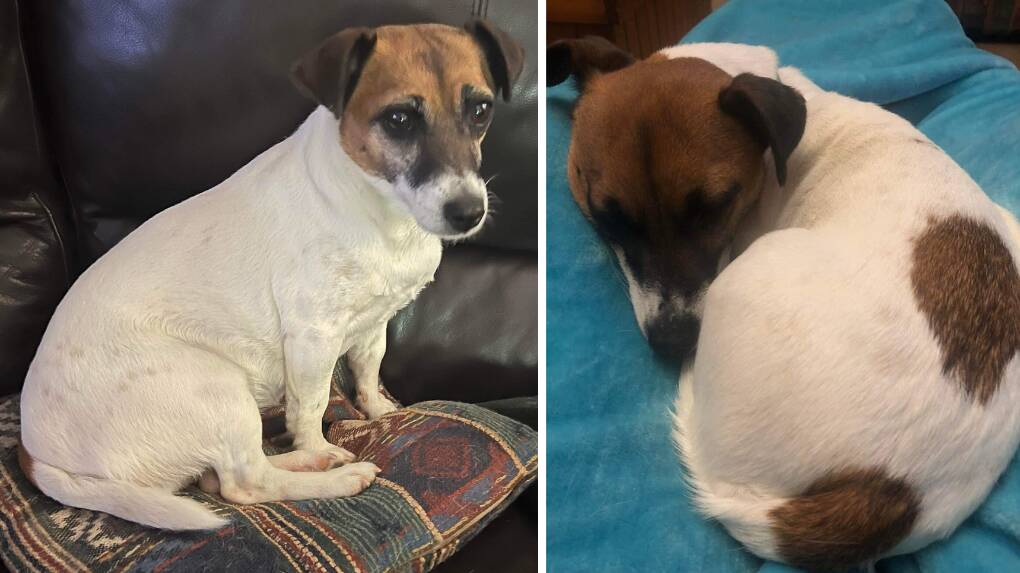 The Hargraves family is appealing to the public for information on the whereabouts of missing Jack Russell Terrier from Orange, Coco. Pictures supplied.