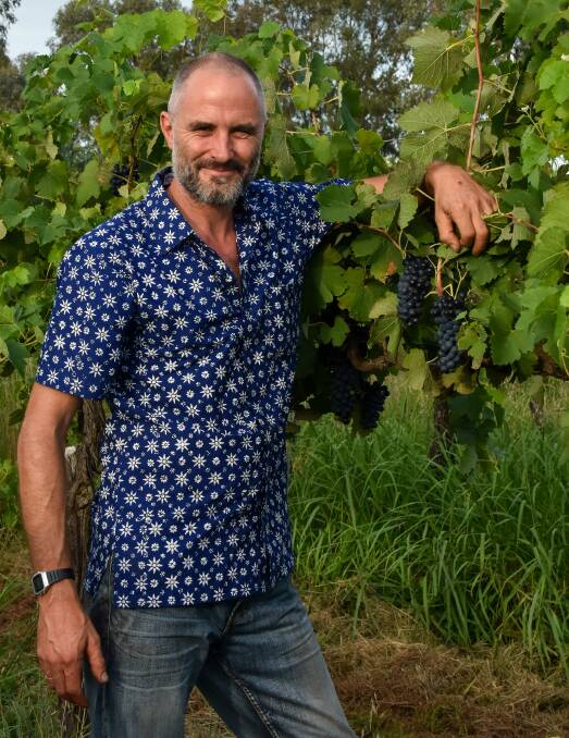 Sam Statham says grape quality is very high at Rosnay Vineyard this year. Sam is pictured here with Shiraz grapes which are about to be harvested.