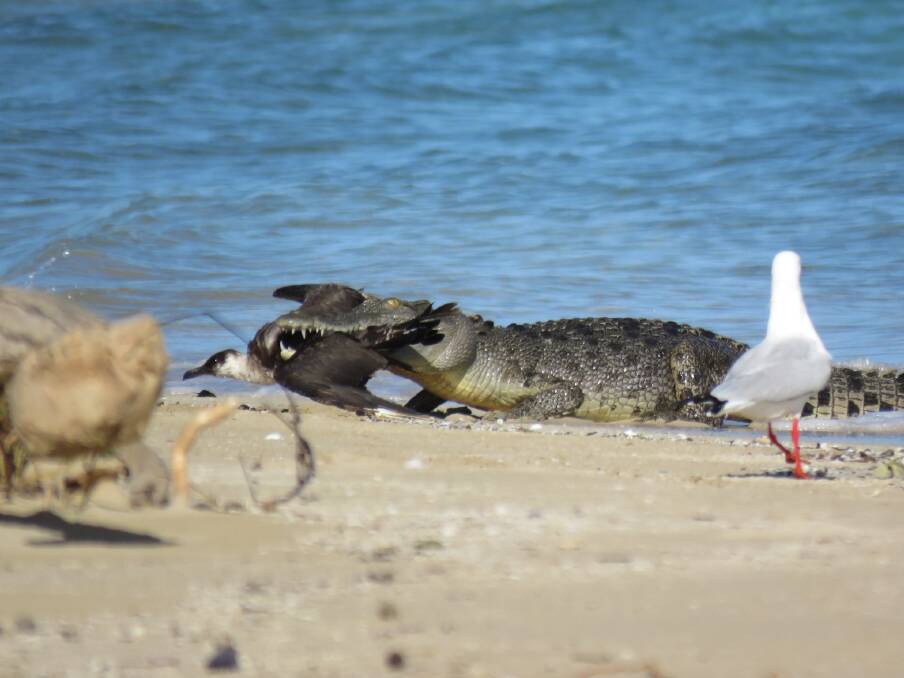 The pomarine jaeger was snapped up by the crocodile. Photo via Queensland Environment/Facebook