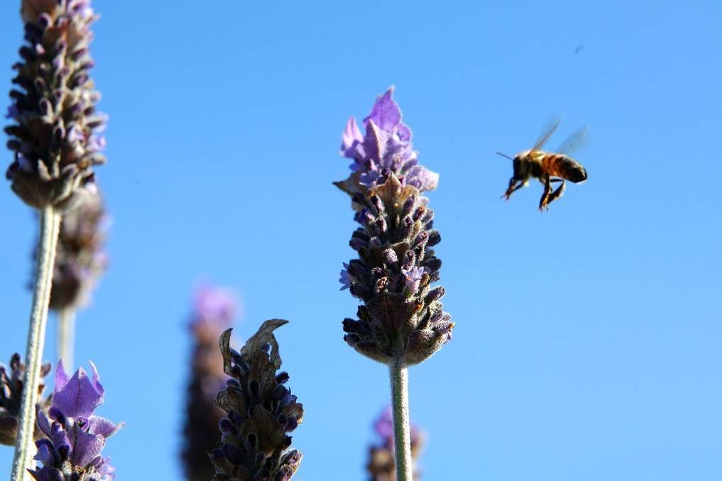 Bees are shaking off their winter lethargy, as are some former Territorians.