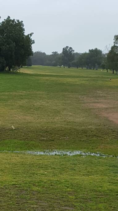 Deserted golf course: The wild life (Kangaroos) are enjoying having golf course to themselves. Photo: Steve Grace.
