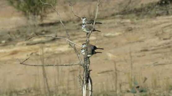A bird's-eye-view of the Double Barred Finch with Jenn Graham | Video