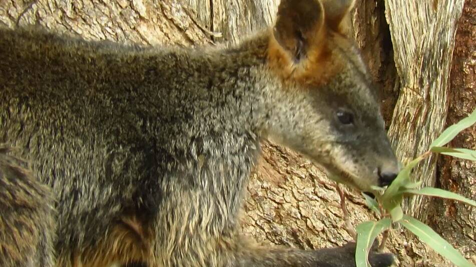 A bird's-eye-view of the Swamp Wallaby with Jenn Graham | Video