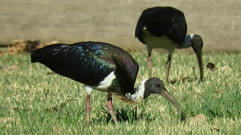 A bird's-eye view of the Straw Necked Ibis with Jenn Graham | Video
