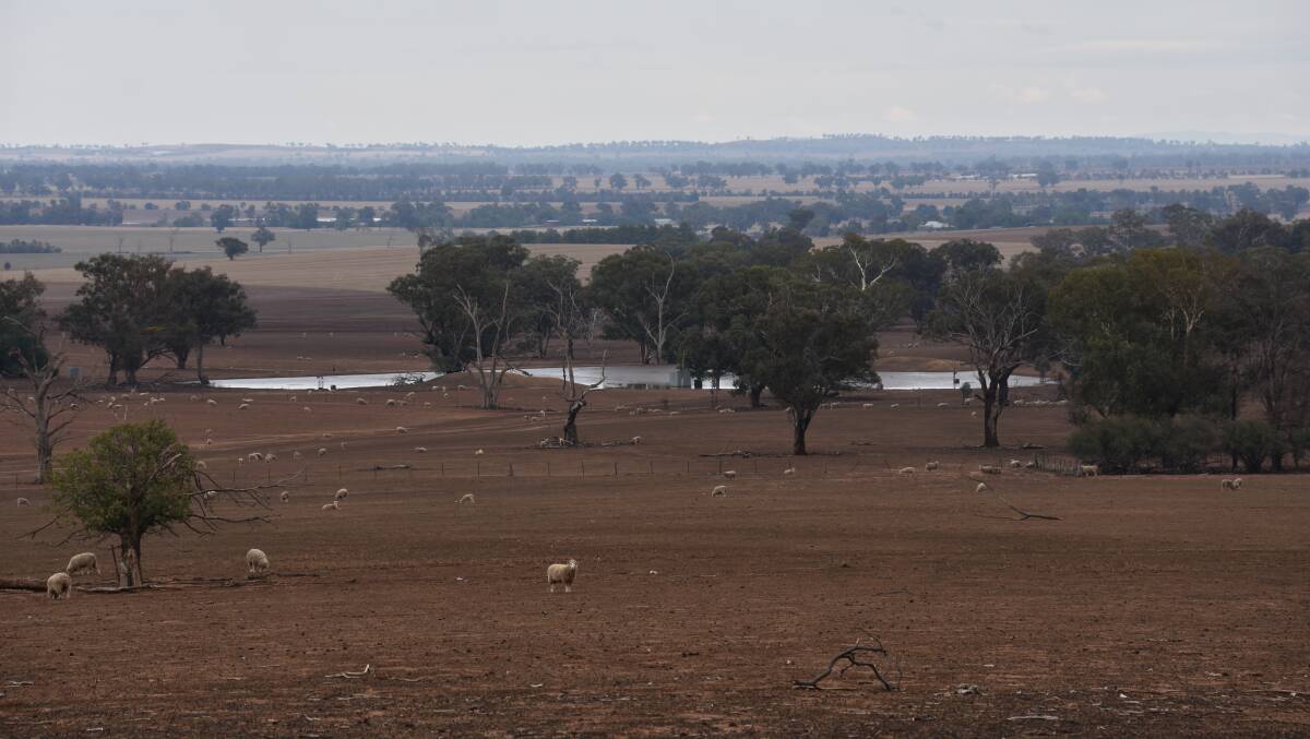 HAPPY SHEEP: Dams around Grenfell have been filled again after the rain across the weekend. Photo: Rebecca Hewson.