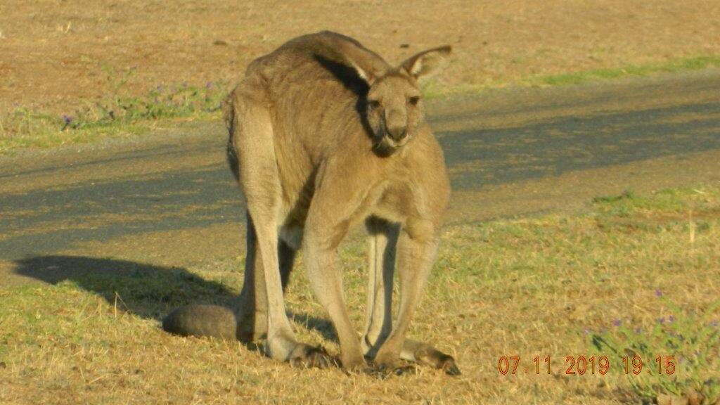 Locals are being warned to not approach kangaroos coming into residential areas. 