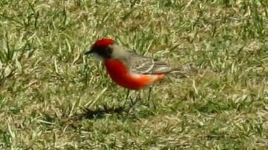 A bird's-eye-view of the Crimson Chat with Jenn Graham | Video
