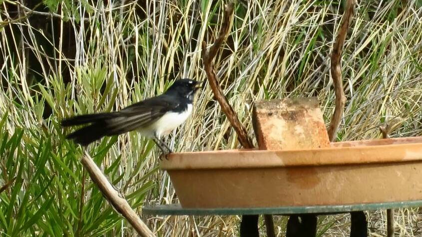 A bird's-eye-view of the Willie Wagtail with Jenn Graham | Video