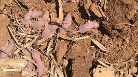 NSW Farmers are calling on the Government to help put a stop to the mouse plague invading parts of NSW. Photo: Jack Brennan.