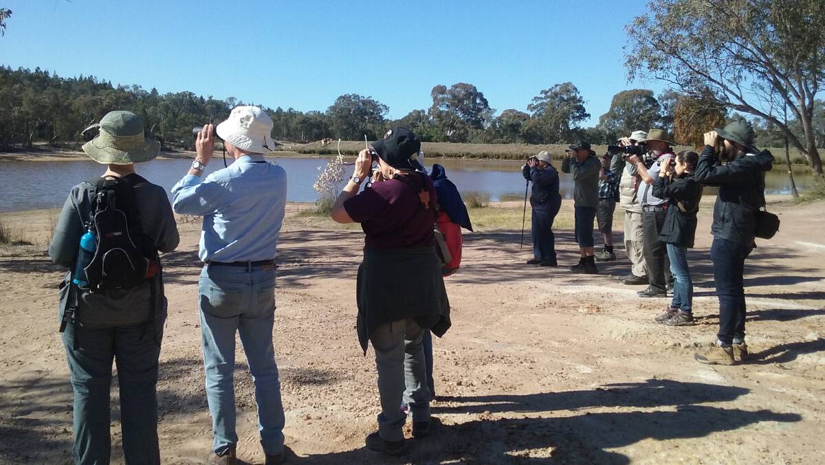 Birding NSW will be conducting their survey around Grenfell on March 20-21. Photo: Supplied. 