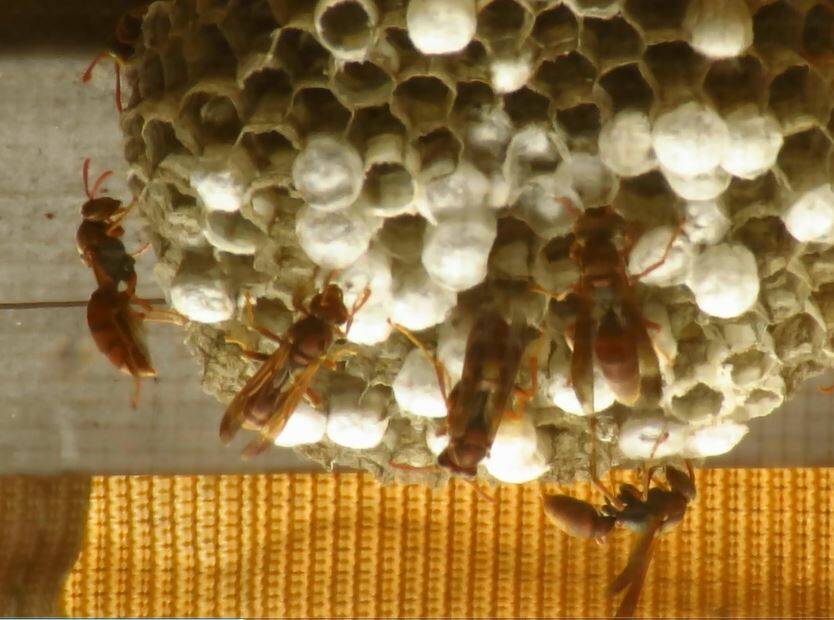 A bird's-eye-view of the Paper Wasp with Jenn Graham | Video
