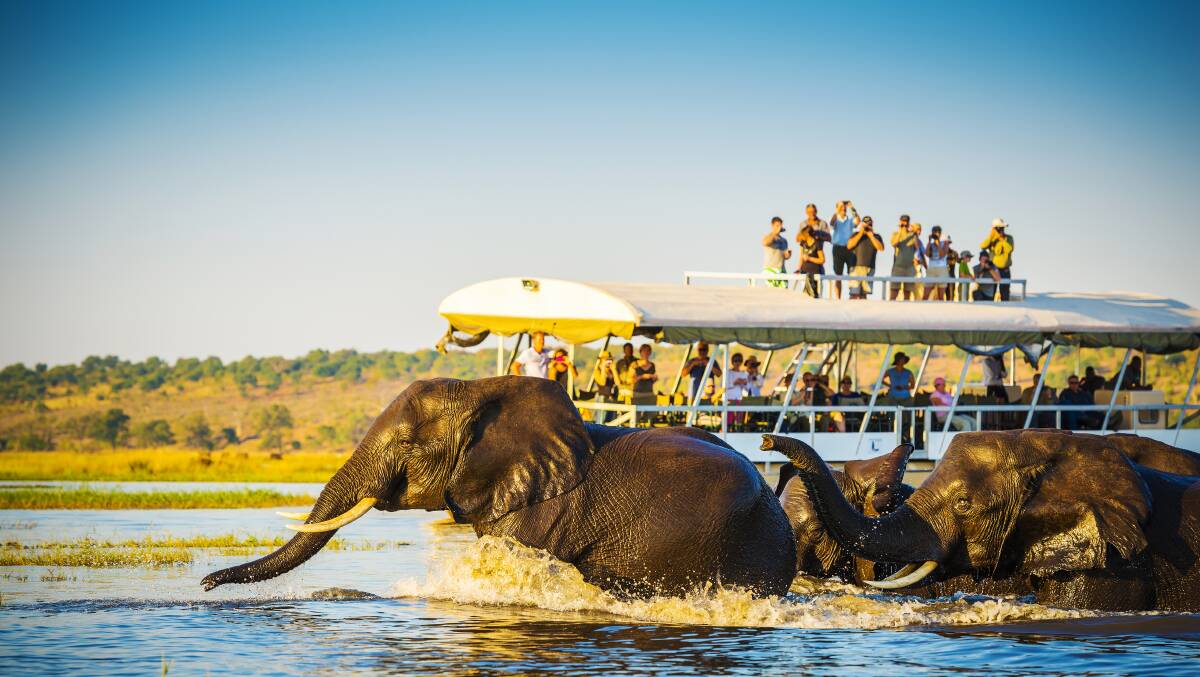 African Elephants swimming across the Chobe River, Botswana with tourists on safari watching on