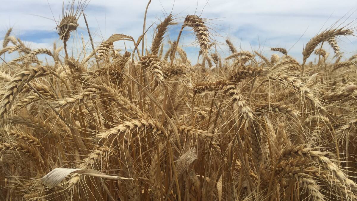 Grenfell RAS dryland field wheat competition is going ahead