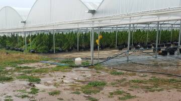 STRIKE FORCE BURRIA: NSW Police have seized and destroyed 27,484 cannabis plants from a rural property. Picture: NSW POLICE