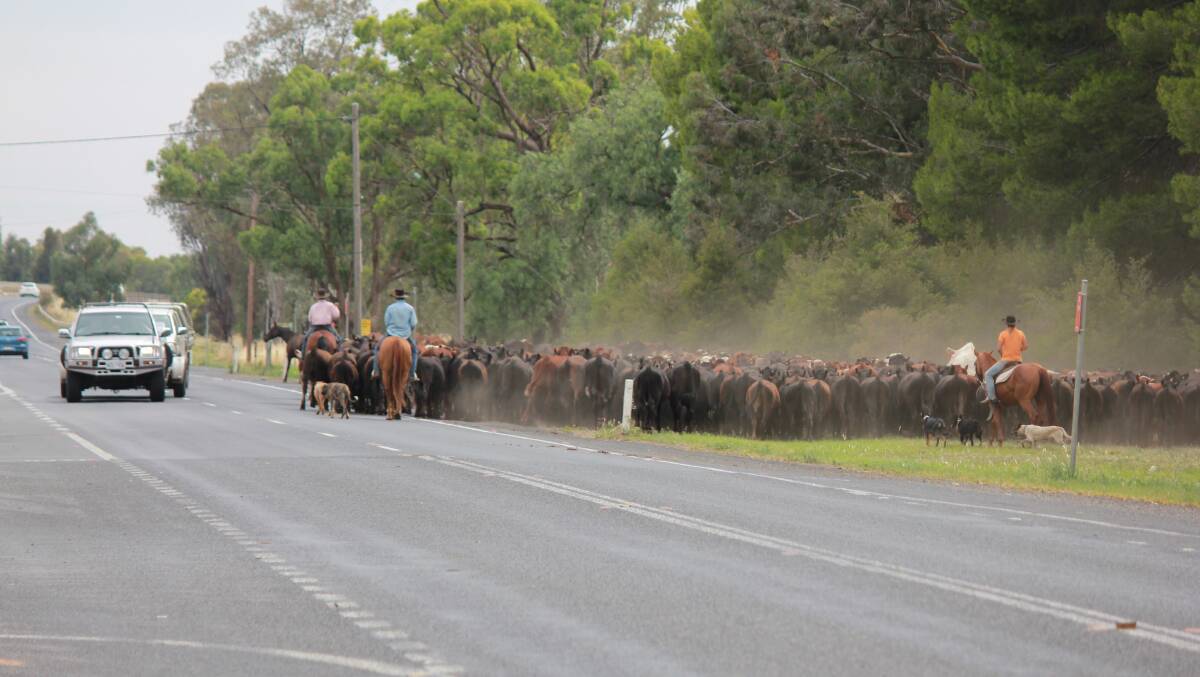 Cattle on the move along the Newell Highway.