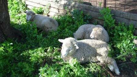 Farmers warned to watch their lambs for Rickets