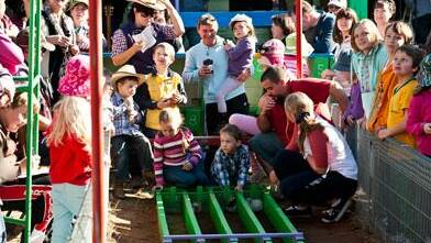 The Pinnacle Guinea Pig races are back on the program for this year's Henry Lawson Festival with racing to be held at the Country Club.