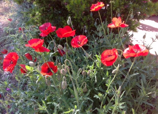 Seeds have now been collected and will be ready for distribution in March for the Grenfell Garden Club Poppy Project.