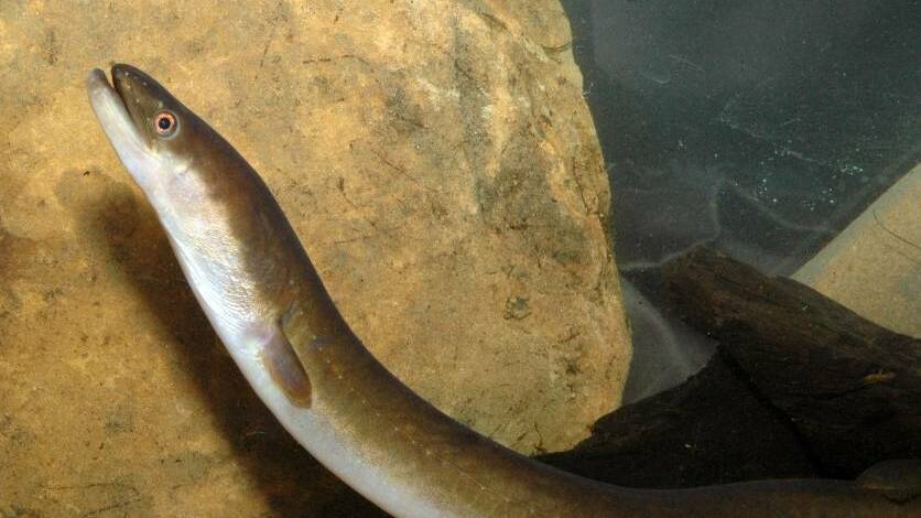 Tracking the mysterious eel migration with satellites