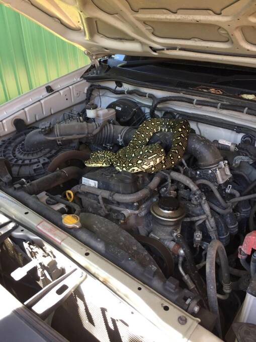 The Diamond python was discovered under the bonnet of a car in Sussex Inlet.