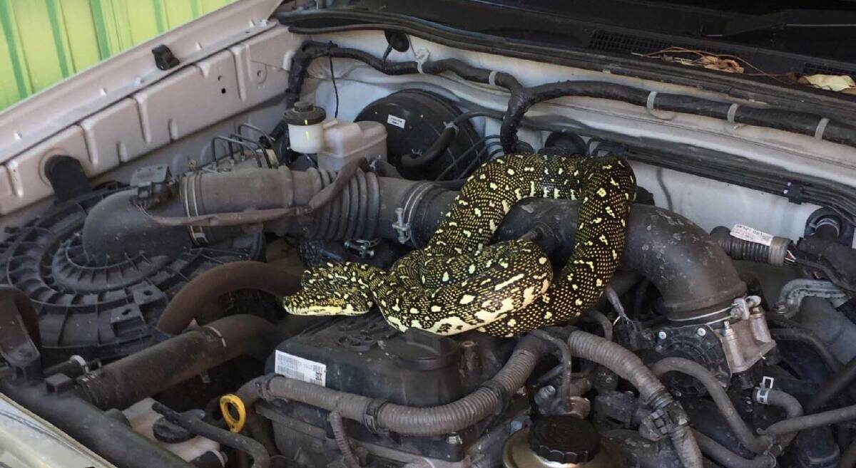 Diamond python discovered under the bonnet of a car in Sussex Inlet. 