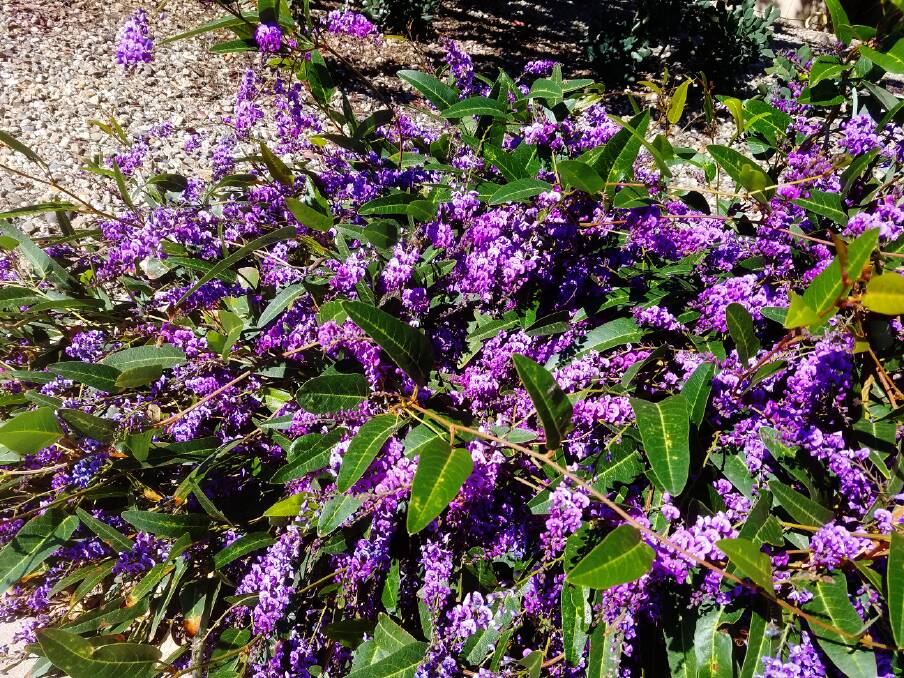 Hardenbergia Violaceae is now available at the Weddin Community native Nursery. Image supplied