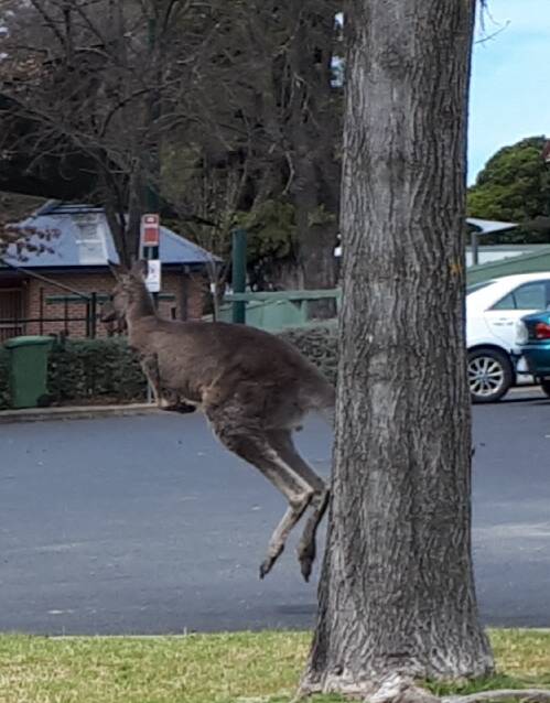 Grenfell resident Rob Hayes was quite surprised to see this kangaroo in the carpark at Young TAFE recently after completing his course for the day.