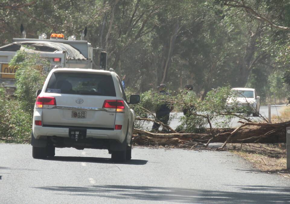 Wild winds brought this tree down on the Gooloogong Road on Wednesday March 21. Photo H Carpenter. 
