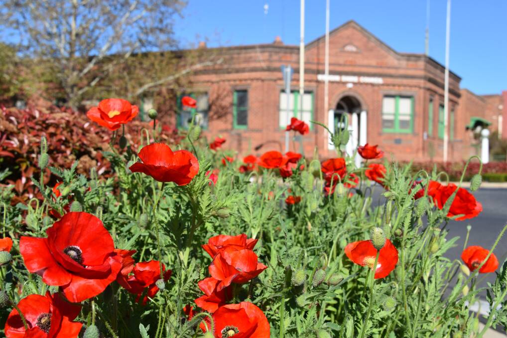 The poppy plants at Memorial Park looked a picture for the Grenfell RSL sub-branch's special 100th Anniversary of Armistice Day commemorations.  