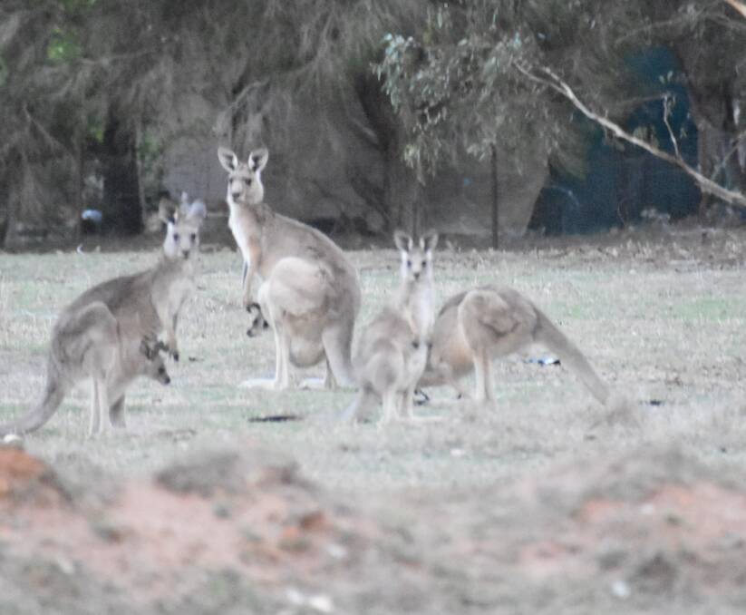 A number of residents have noticed an influx of kangaroos on their properties, send us your roo pictures for publication. 