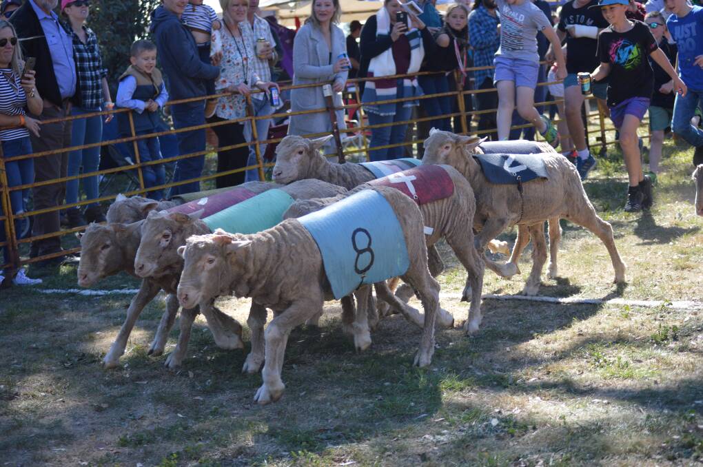 The sheep crossing the finish line. 