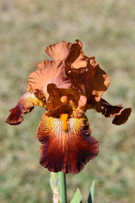 There are a large variety of colourful iris's at the Grenfell Iris Gardens.