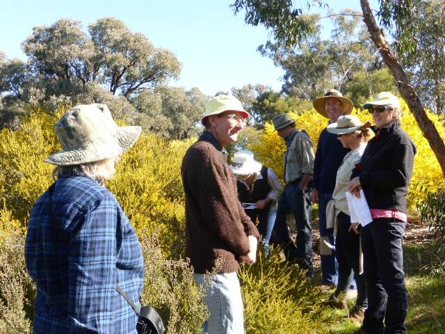 Explore the huge variety of wattles and plant communities found in the Weddin Shire on Thursday August 30. RSVP to secure your spot. Image supplied