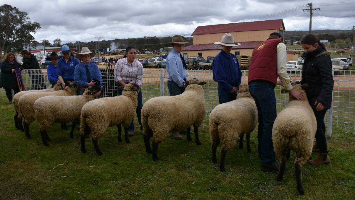 THLHS Show Team present their sheep for judging. 