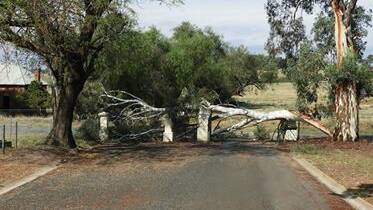 Another shot of the tree that came down at the entry of the Grenfell Cemetery recently. Photo contributed. 